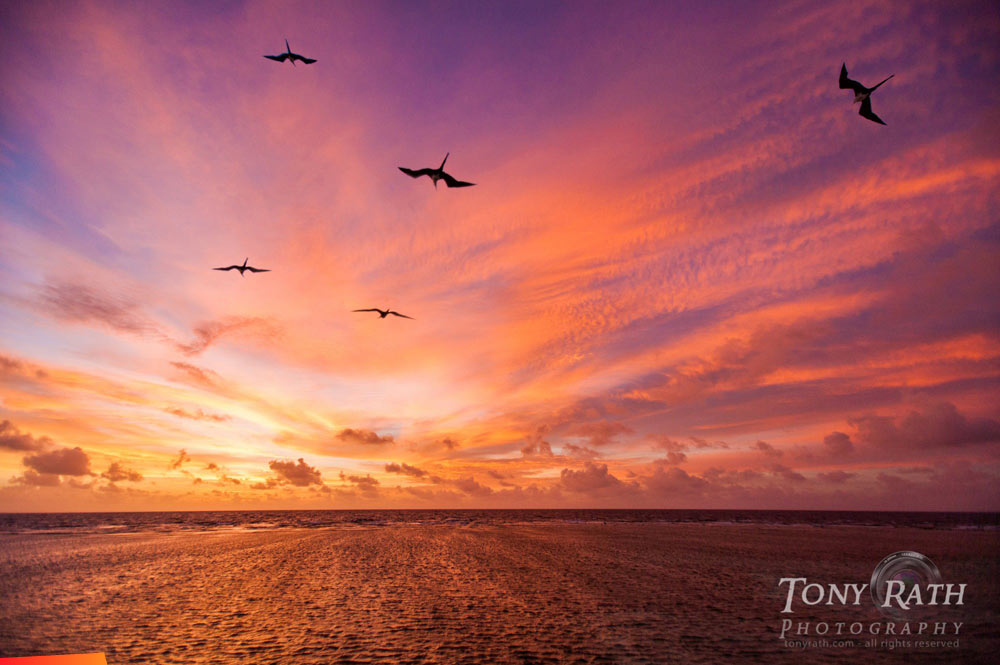 Imagine what it must be like to soar like these man-o-war birds and watch the sunrise each morning ...