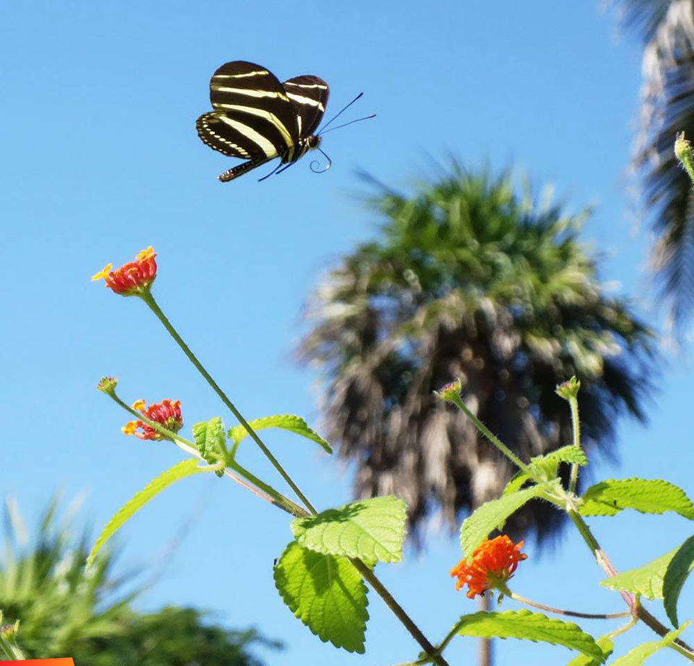 Zebra Longwing (Heliconius charitonius) butterfly