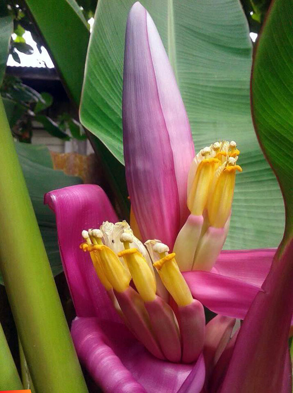 Flower of the pink velvet banana