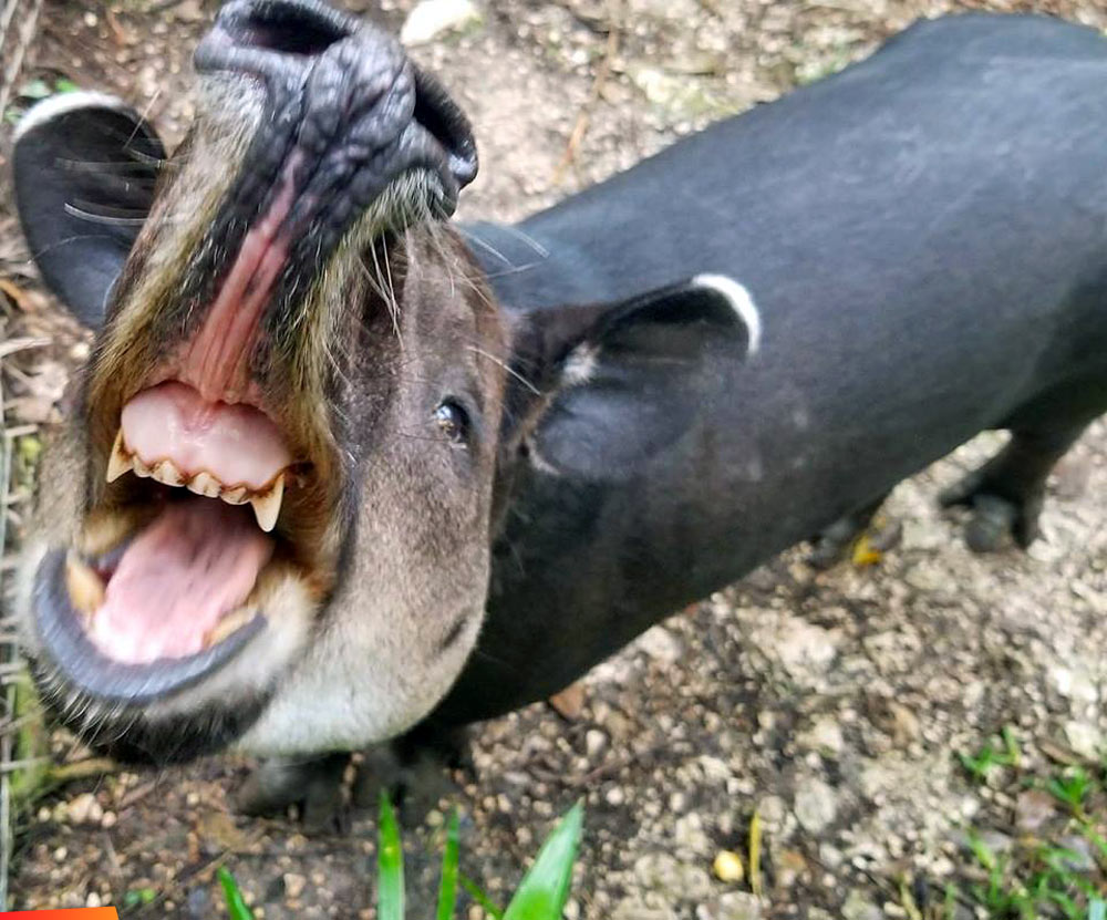 Wide angle view down the mouth of a tapir!