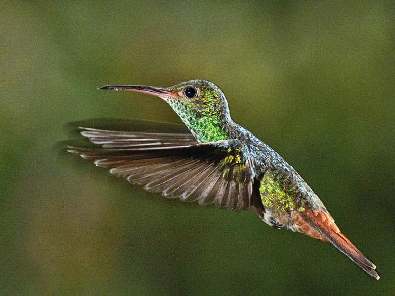 Amazing photos of hummingbirds