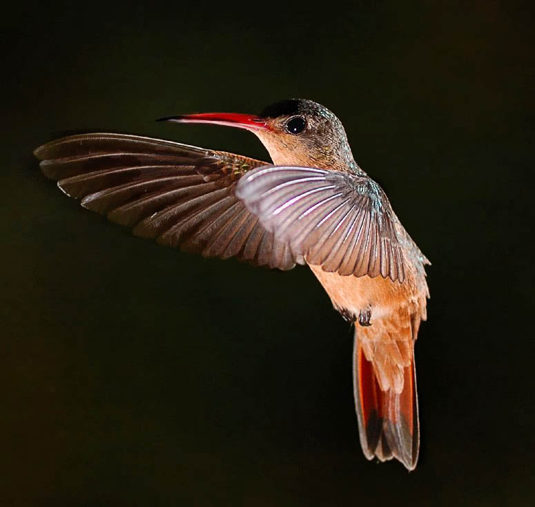 Amazing photos of hummingbirds
