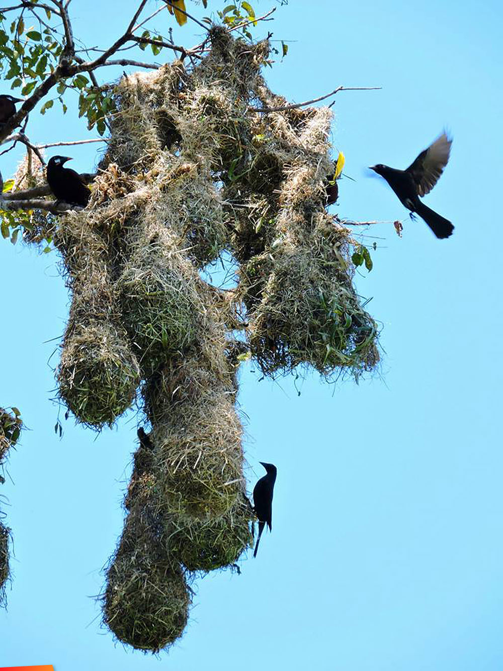 Giant Cowbird invading Montezuma Oropendula's nests at Caracol