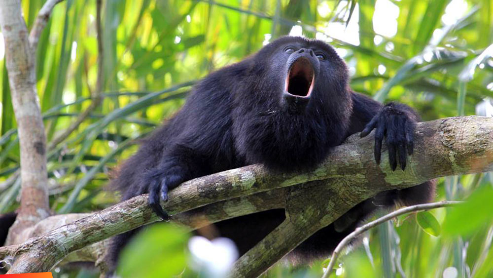 Nice close up view of a howler monkey howling!