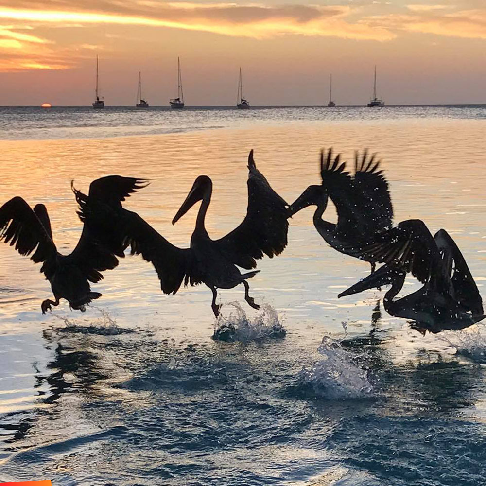 Dancing pelicans at sunrise along the shore of Caye Caulker