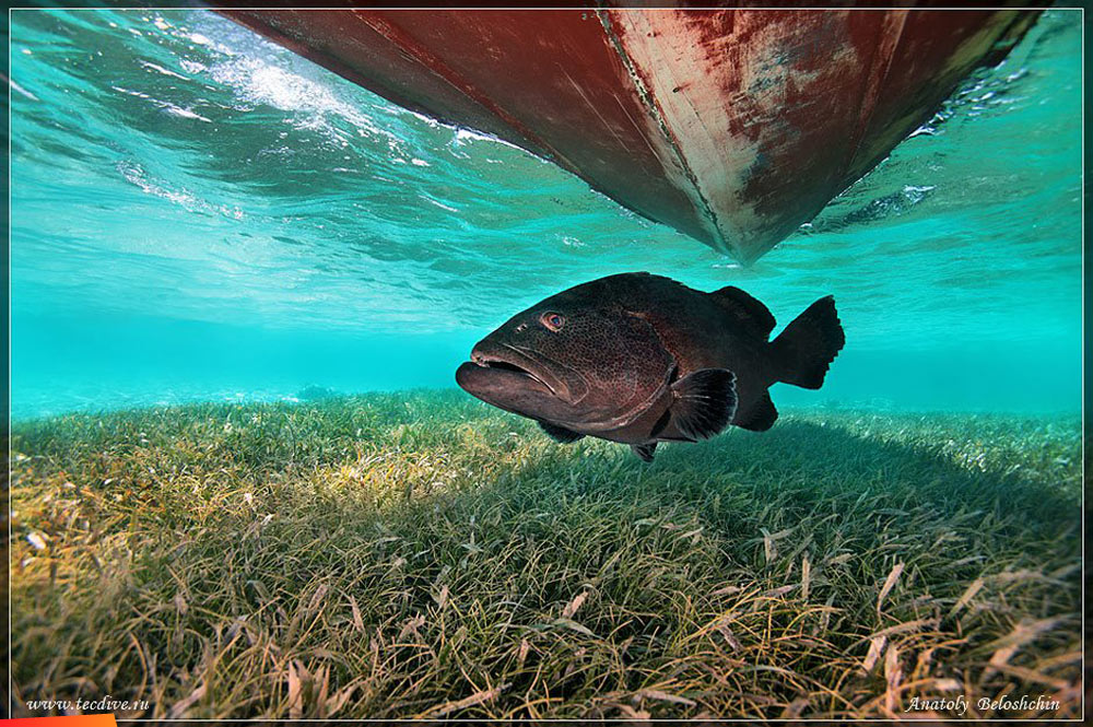 Grouper in the shade under a boat