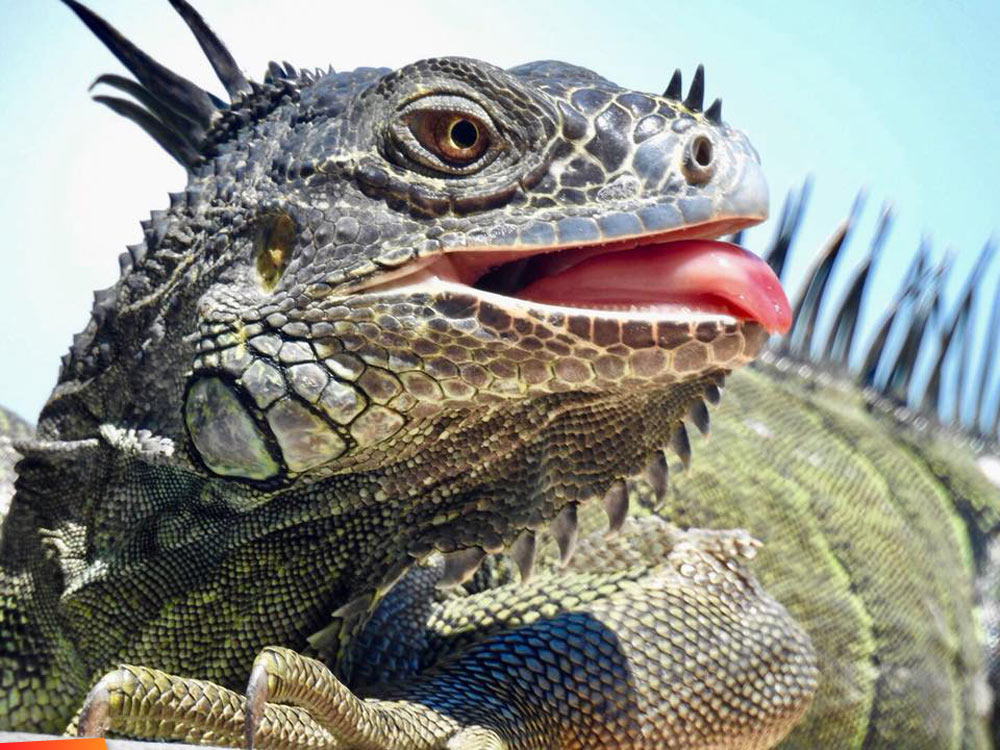 Green iguana with its tongue out!