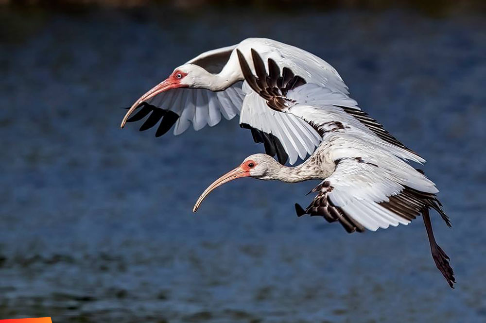 Ibis in flight, Ambergris Caye