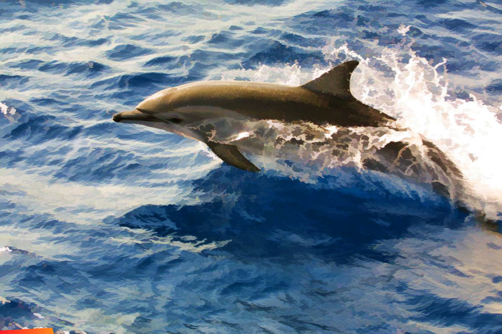 Dolphin cruising beside the boat