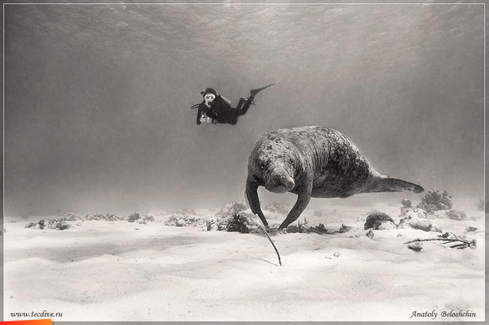 Diver and manatee