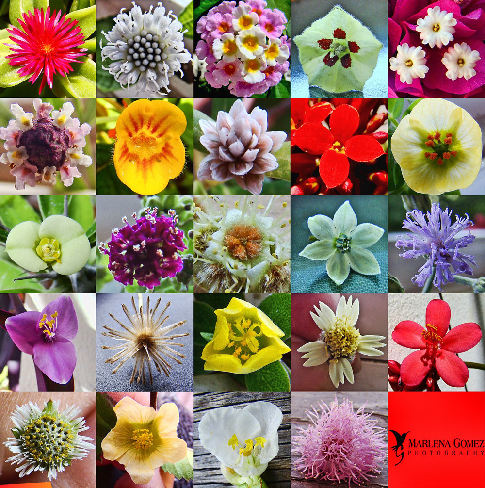 Lots of different flowers