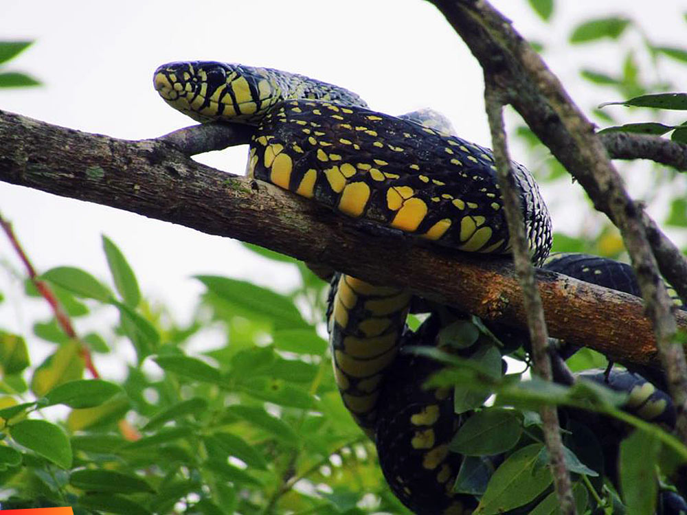 Tiger Tree Snake, Lodge At Big Falls