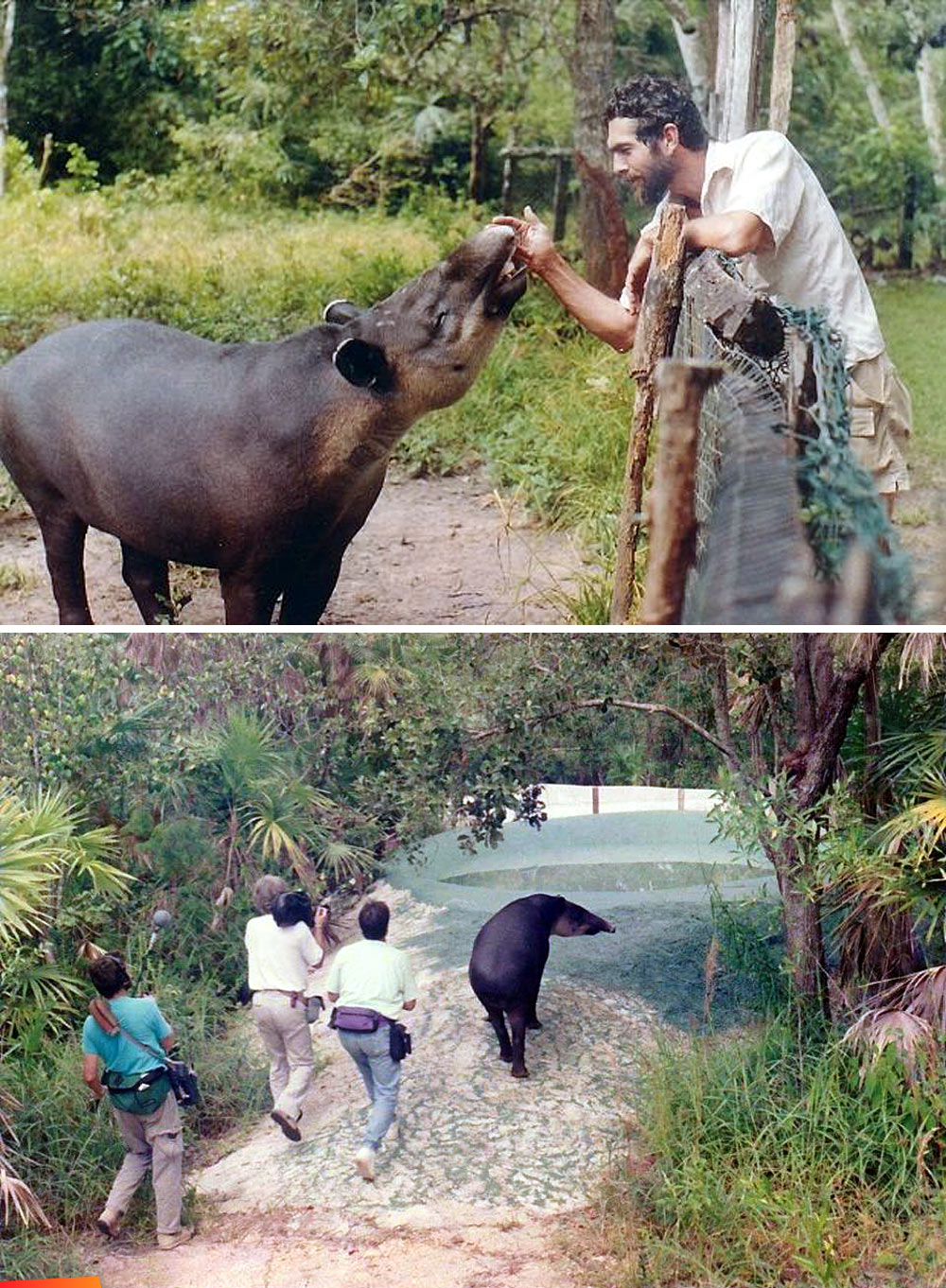 Moving April the tapir from the original Belize Zoo, 1991
