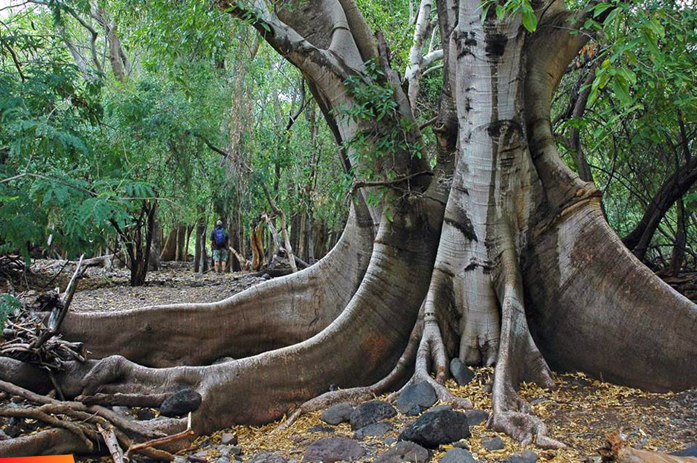 Huge tree: Ficus insipida, also called Ficus Glabrata and Amate