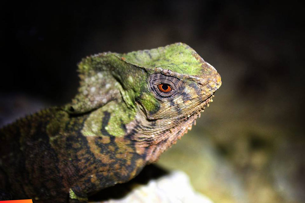 Corytophanes cristatus (iguana) within one of the Twin Caves in the Mountain Pine Ridge Reserve 