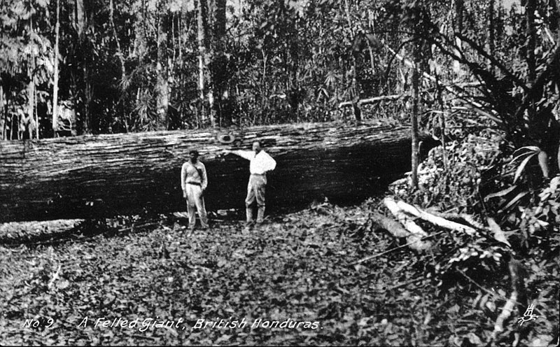 Reminisce on images of the Golden Years of our Mahogany and lumber industry in Belize