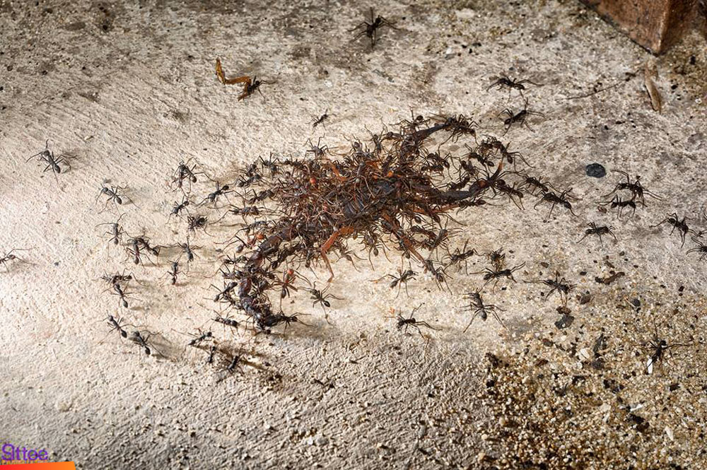 Army ants disposing of a scorpion