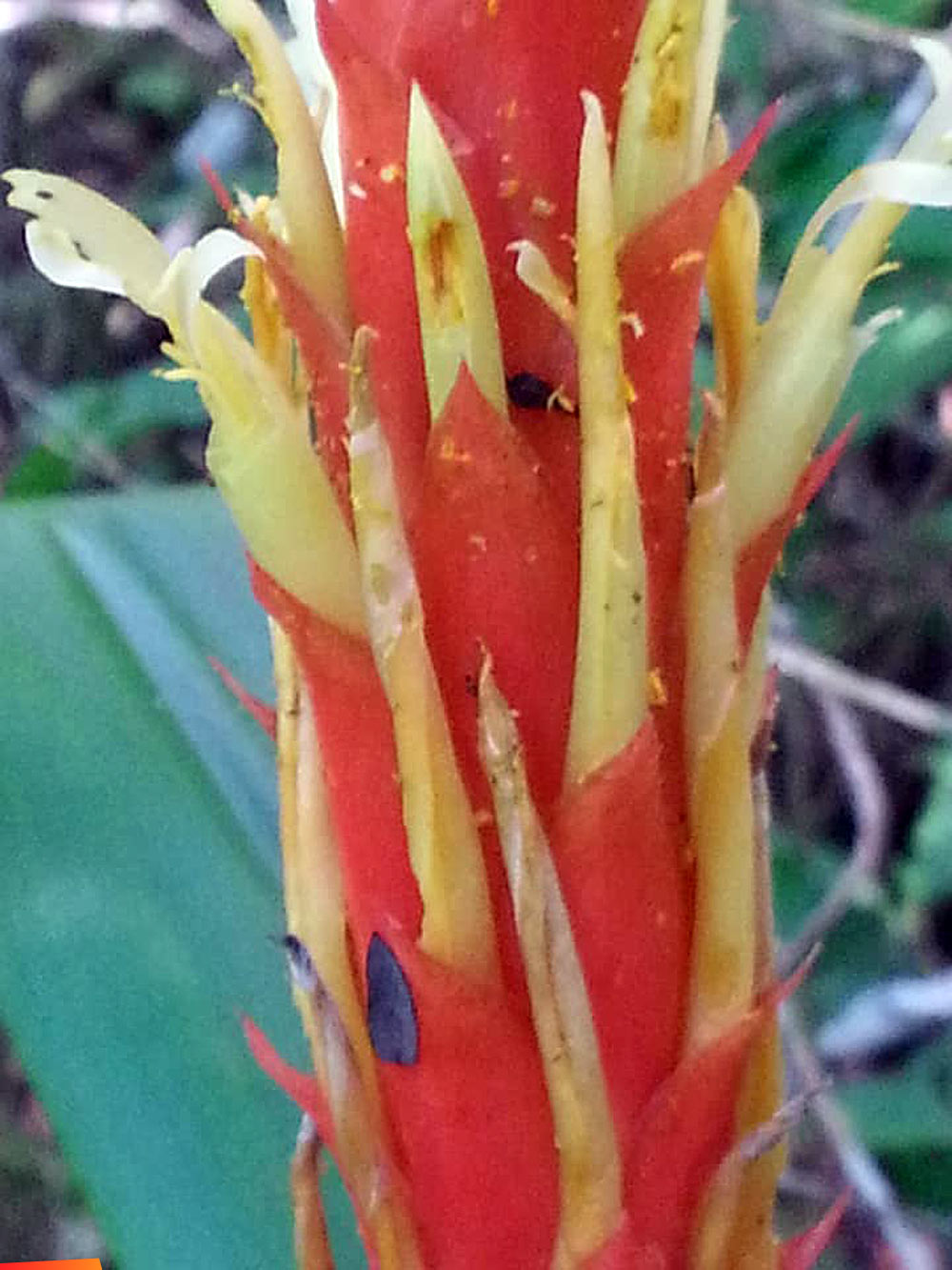 Bright coloured pitcairnia imbricata, a soft grasslike bromeliad
