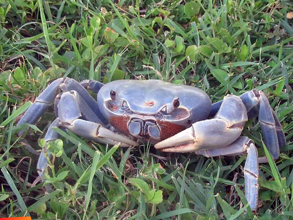 Giant Blue land crabs on Ambergris Caye, how to cook em, how to chase them away!