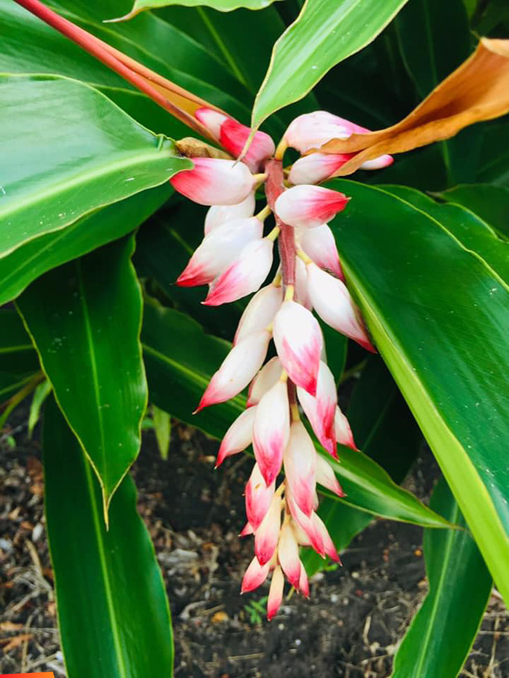 Beautiful red and white shell ginger flower
