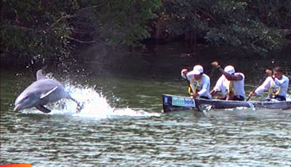 A dolphin escort at the finish of the Ruta Maya Race!
