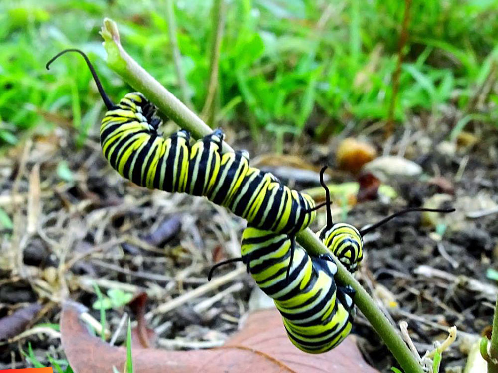 Monarch (Danaus plexippus) caterpillars