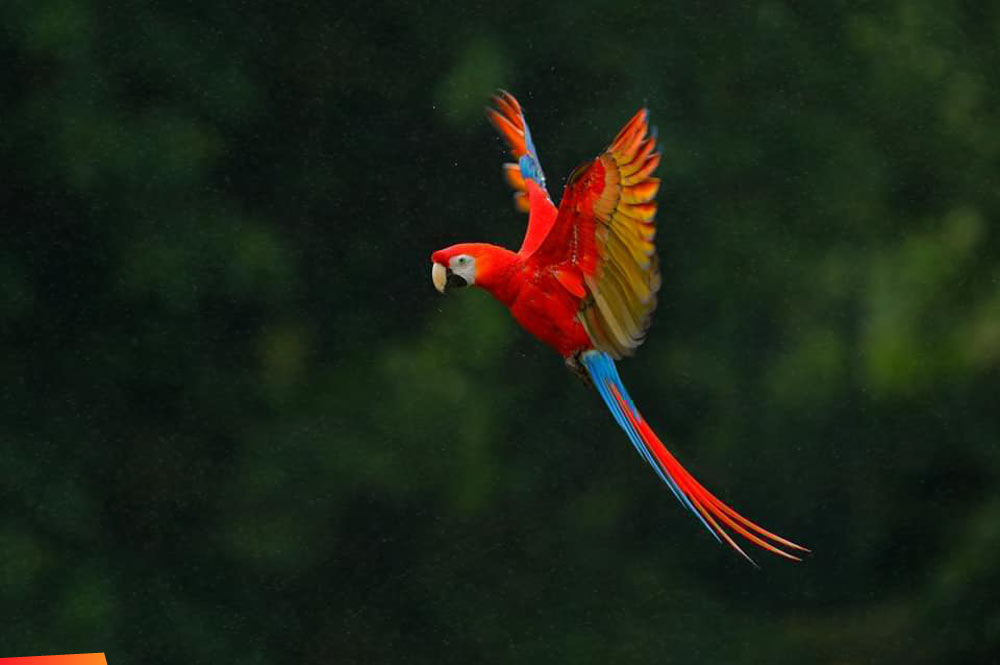 Spectacular view of Scarlet macaw in flight