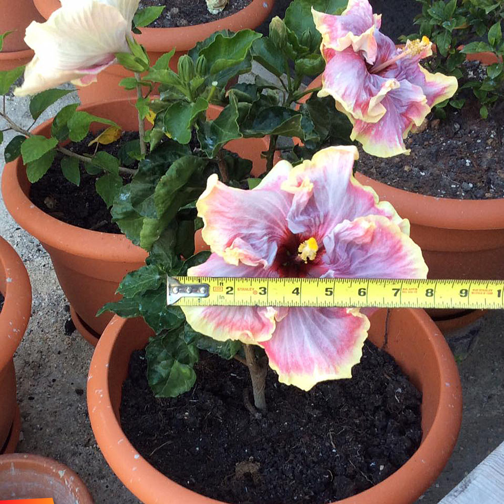 Huge hibiscus, 8 inches wide