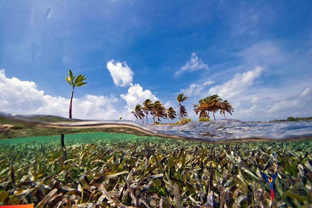 View of Seagrass, baby mangrove, and palm trees, with the camera lens half underwater