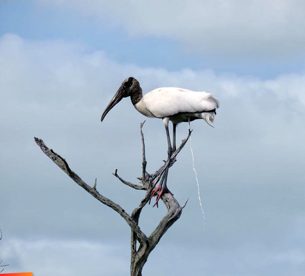 Wood stork in a tree branch relieving itself