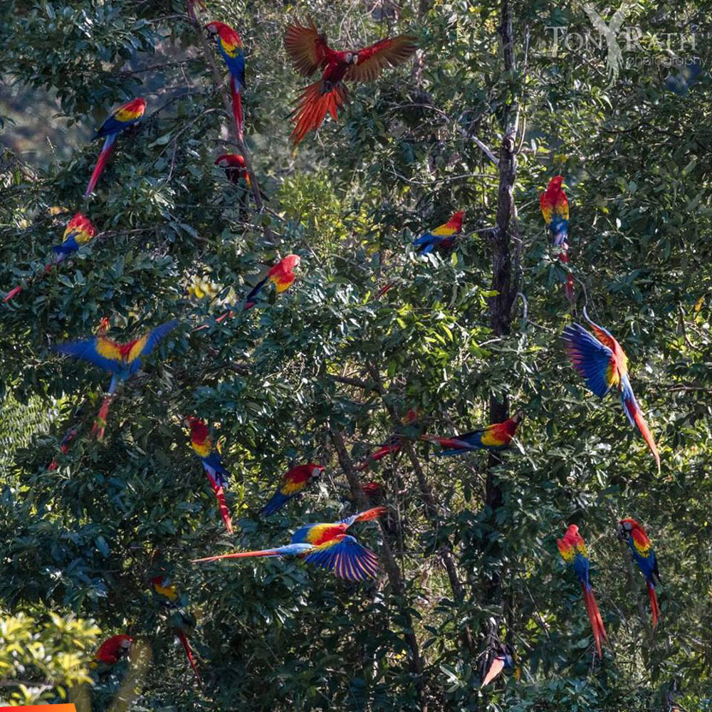 Twenty two scarlet macaws in their feeding tree, 2nd photo of them flying in a flock