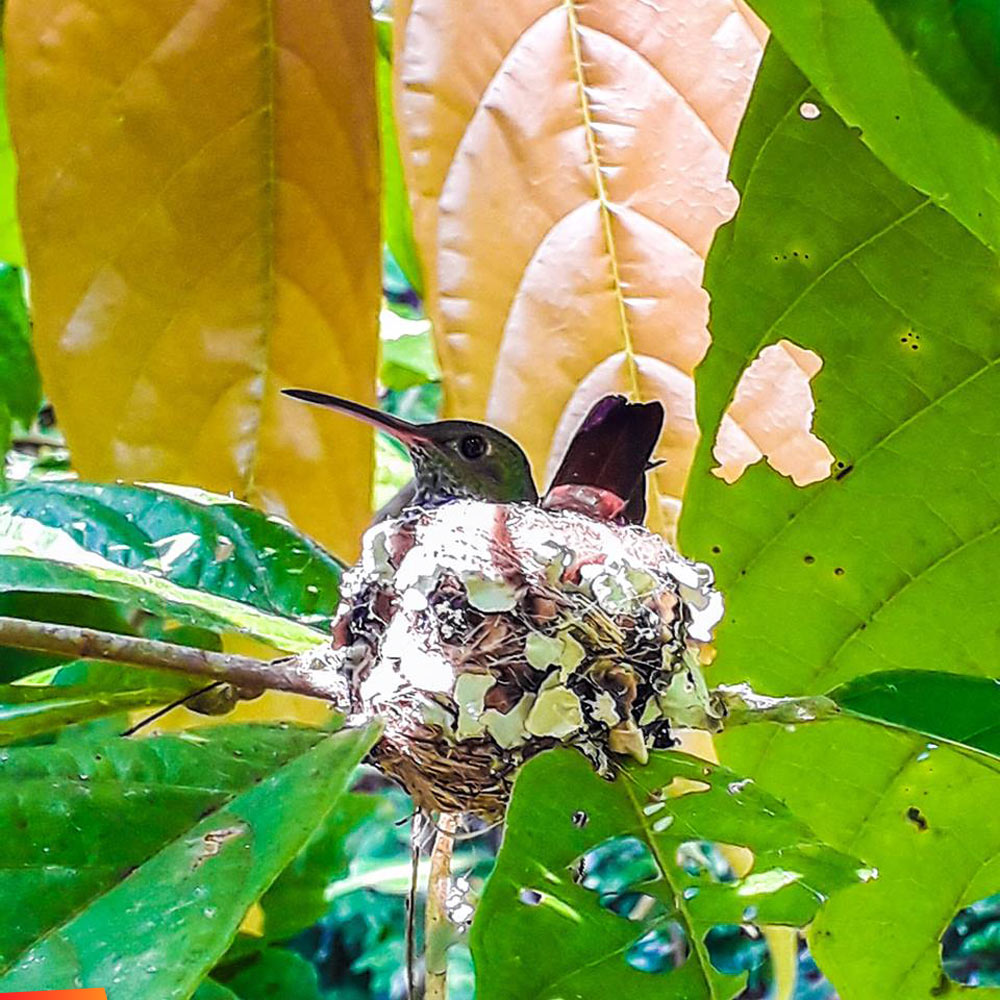 Rufous-tailed Hummingbird sitting on its nest, Maya Legend of Hummingbirds