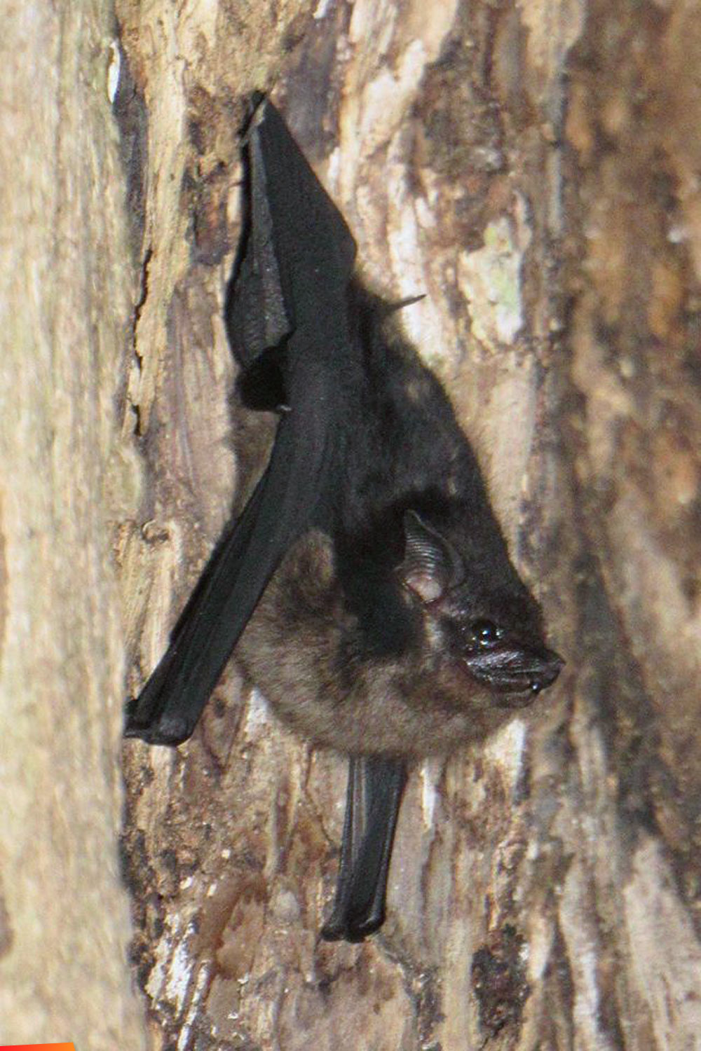 A Greater Sac-winged bat (Saccopteryx bilineata) in a hollow tree at Los Cerros