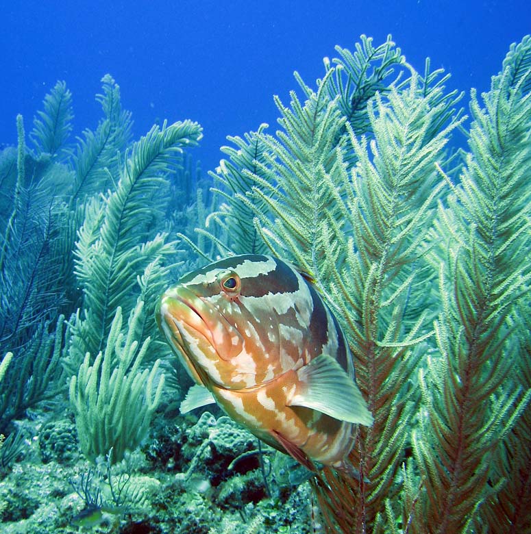 Grouper emerging from fans on the reef