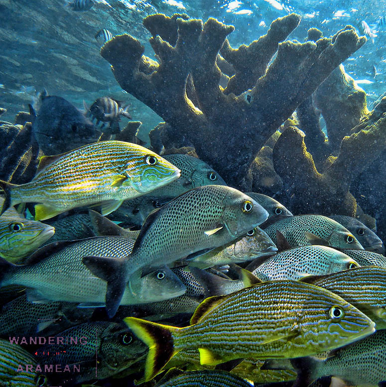 French grunts in elkhorn coral