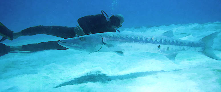 Divers with barracuda