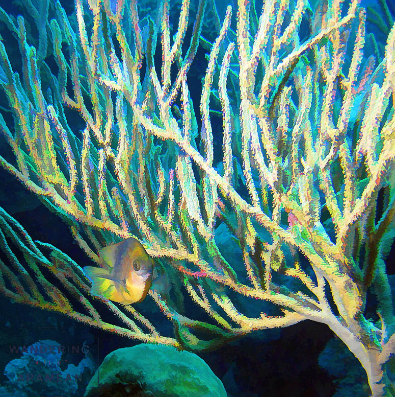 Damselfish with Soft Coral