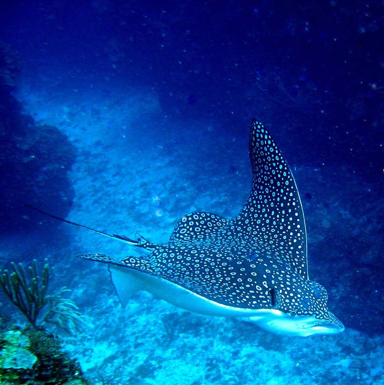 Spotted eagle ray cruising the bottom
