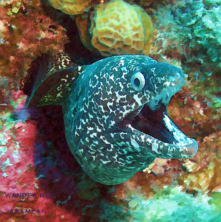 Spotted Moray eel
