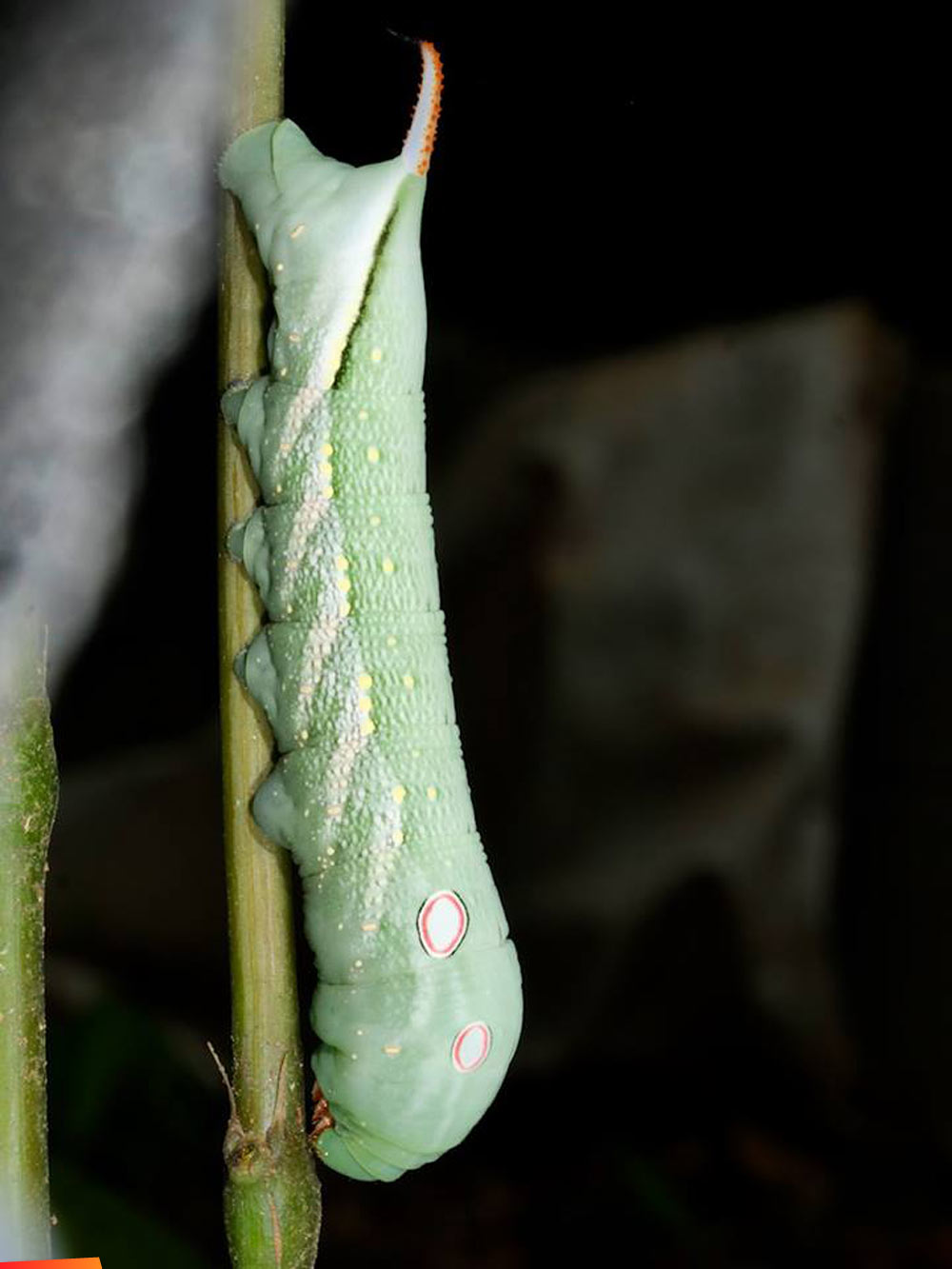 Xylophanes chiron caterpillar