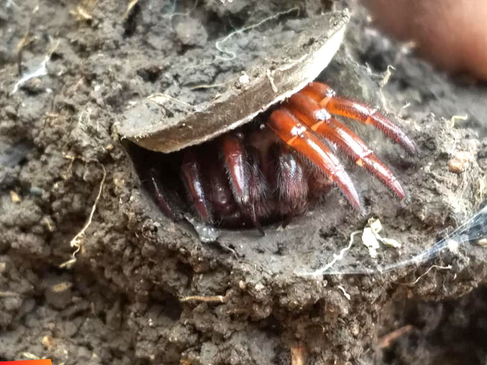 A trap door spider: series of photos as it emerges