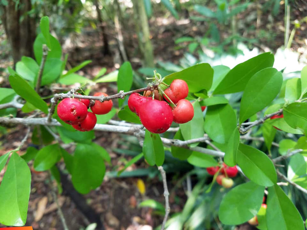 Malpighia, compare to spathulifolia, Malpighiaceae. Red berries