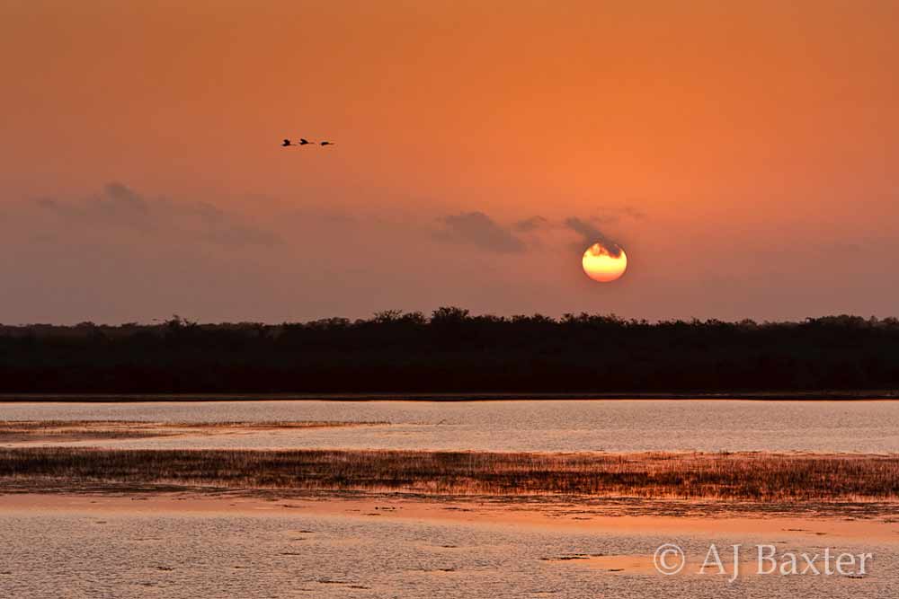 Sunrise over the lagoon, Crooked Tree Bird Sanctuary