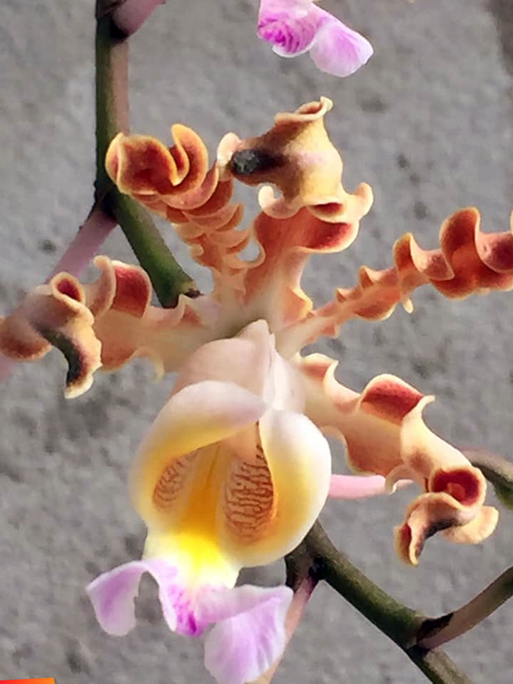 Myrmecophila, cowhorn orchid - love the curliness of the petals and the striking color of it