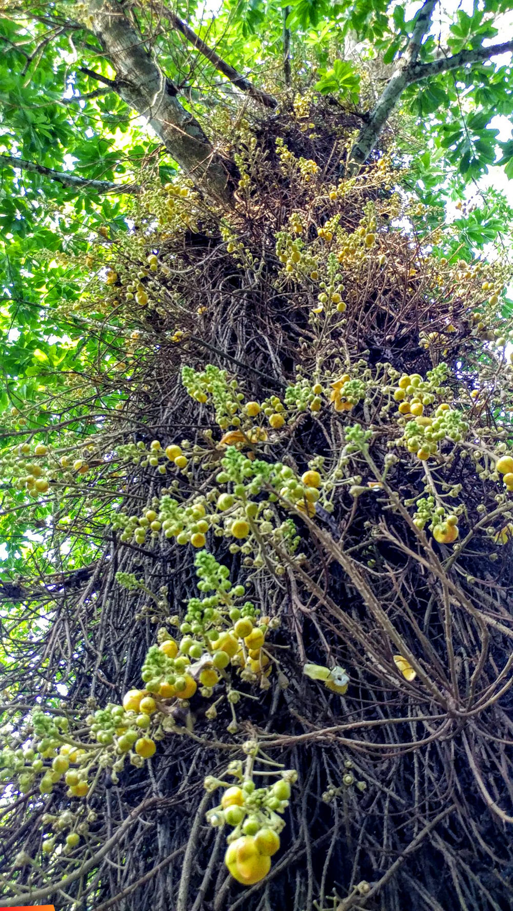 Cannonball tree at Belize Botanic Gardens