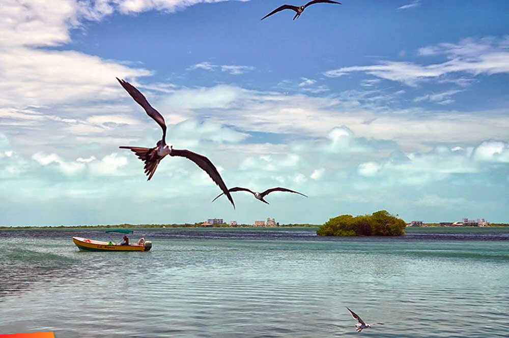 Fishermen with frigate birds around them in the lagoon on the backside of Ambergris Caye, beautiful scene