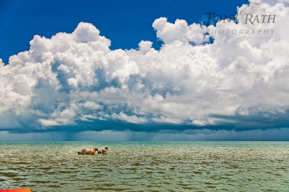 Isolated showers on a warm afternoon in Dangriga. The horses know where to stay cool.