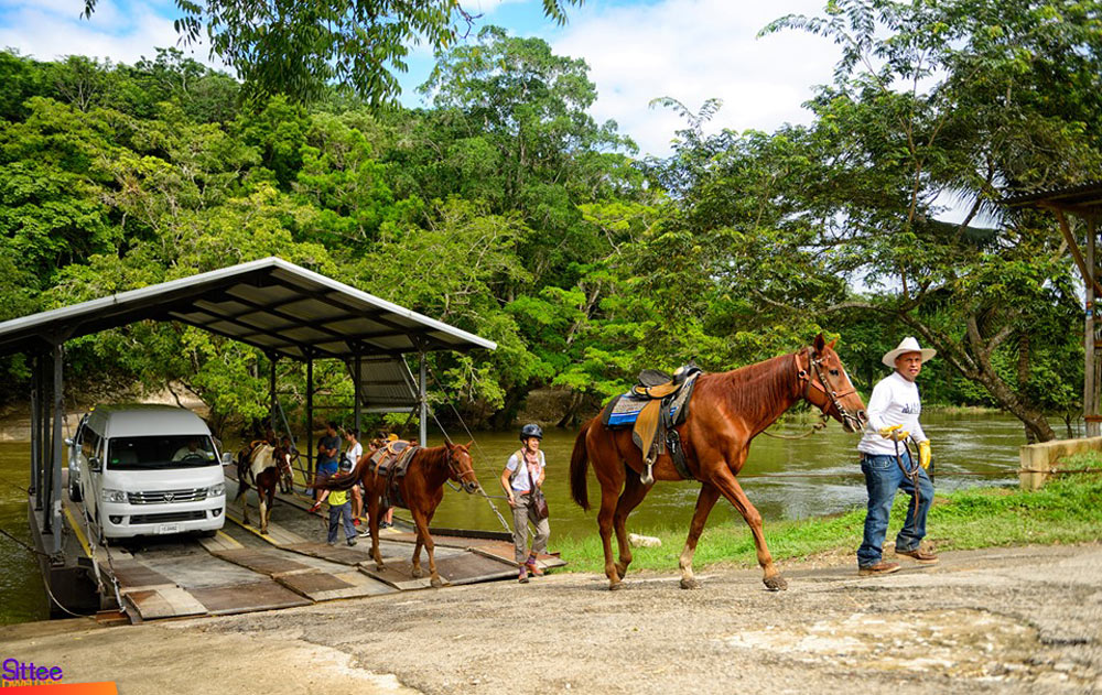 Horses and vehicles getting off of the Xunantunich Ferry