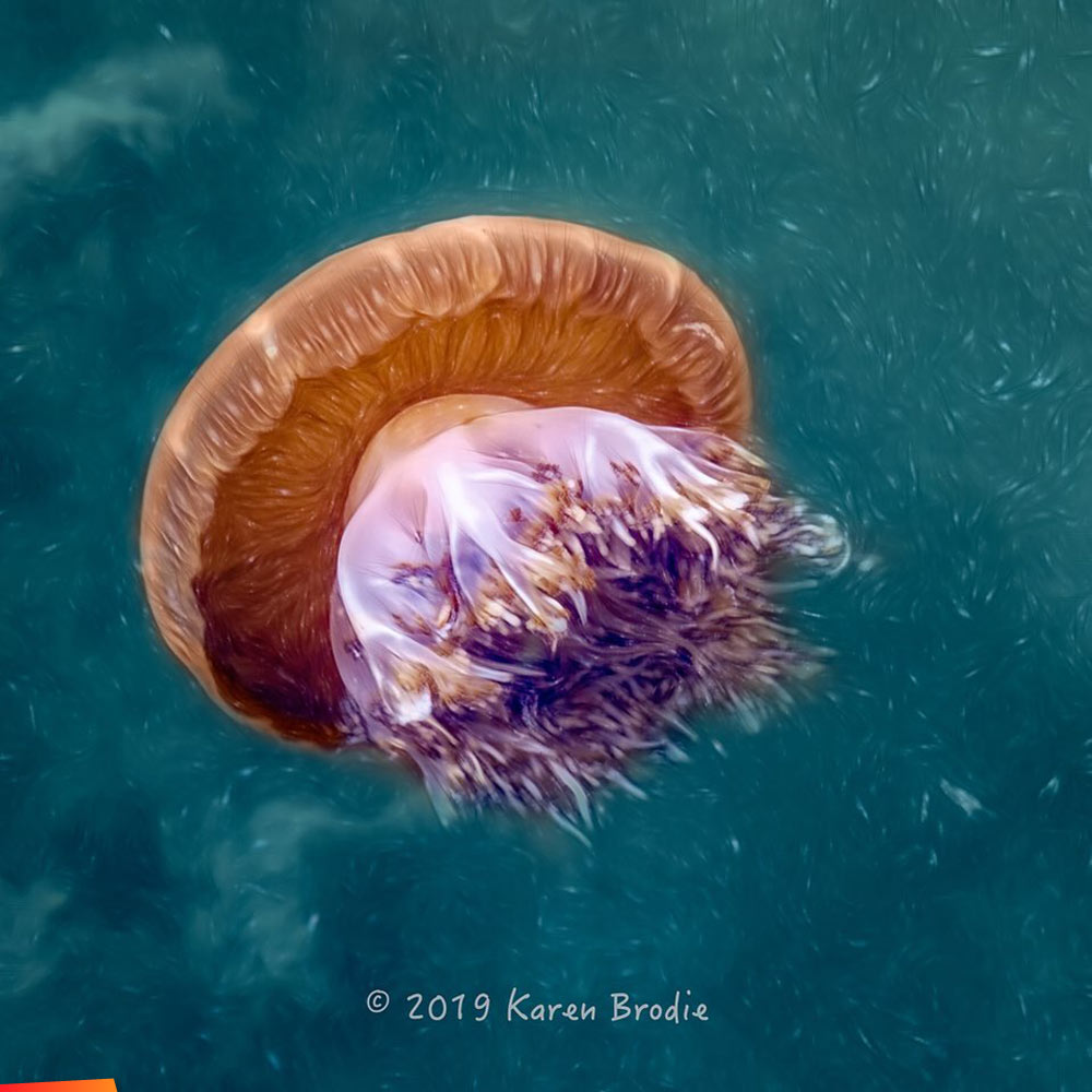 Swimming jellyfish