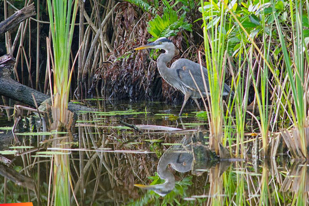 A Great Blue Heron goes fishing... in Caledonia